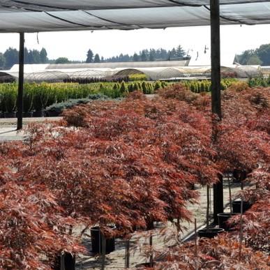 Maple, Red Dragon Japanese Maple