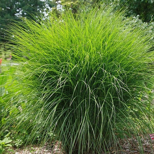 Grass, Scout™ Maiden Grass