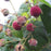 Raspberry, Flowering Raspberry
