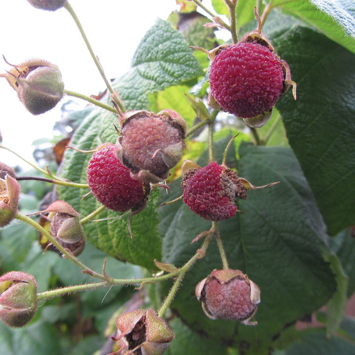 Raspberry, Flowering Raspberry
