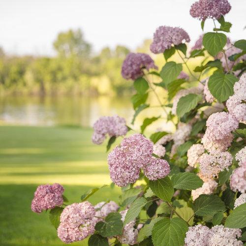 Hydrangea, Invincibelle® Spirit II Hydrangea