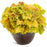 Coral Bells, PW® Dolce® Apple Twist Heuchera