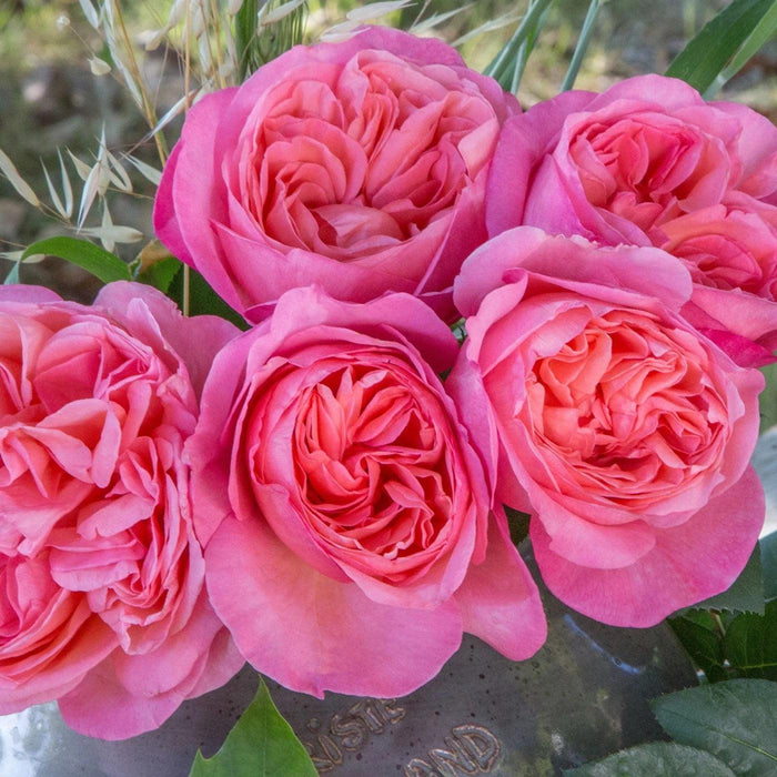 Rose, Sweet Mademoiselle Rose
