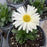 Shasta Daisy, PW® Amazing Daisies® Banana Cream II Shasta Daisy