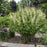 Baptisia, Decadence® Vanilla Cream False Indigo
