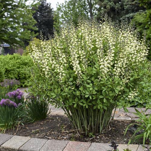 Baptisia, Decadence® Vanilla Cream False Indigo