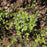 Vinca minor 'Ralph Shugert'  - Ralph Shugert Periwinkle