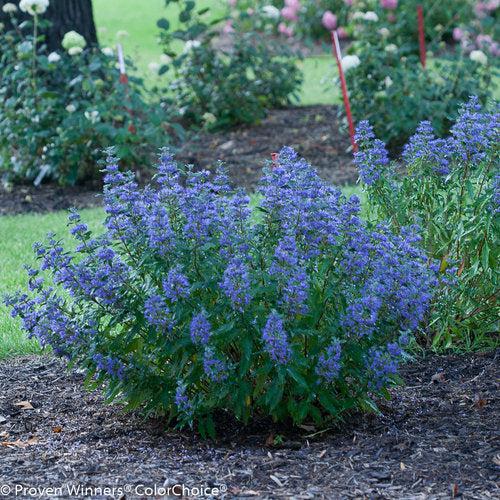 Bluebeard, Beyond Midnight® Bluebeard