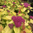 Spirea, Double Play® Candy Corn® Spirea