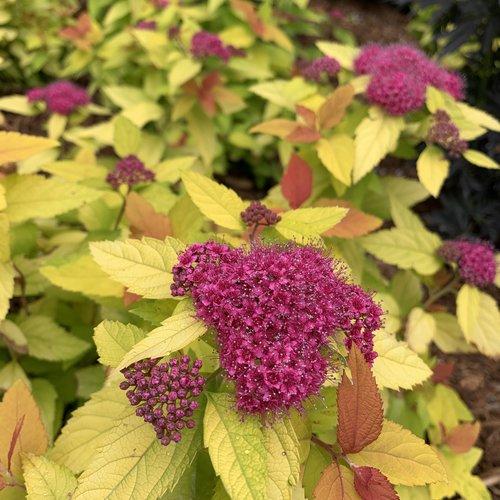 Spirea, Double Play® Candy Corn® Spirea