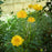 Tickseed, Early Sunrise Giant Tickseed