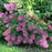 Hydrangea, First Editions® Strawberry Sundae® Paniculata Hydrangea