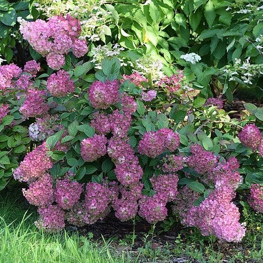 Hydrangea, First Editions® Strawberry Sundae® Paniculata Hydrangea