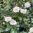 Rose, PW® Color Choice® Oso Easy Ice Bay® Rose