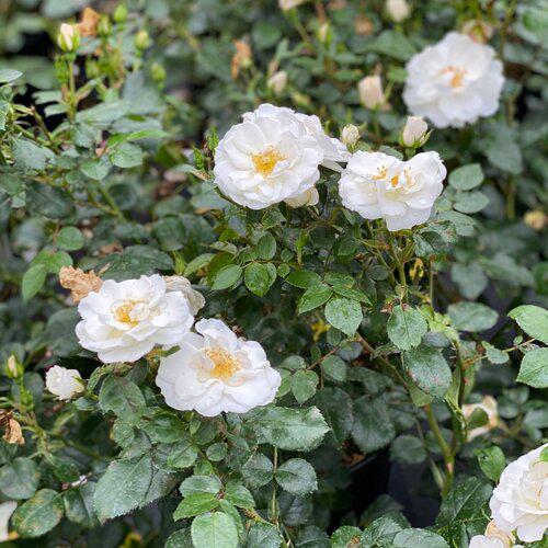 Rose, PW® Color Choice® Oso Easy Ice Bay® Rose