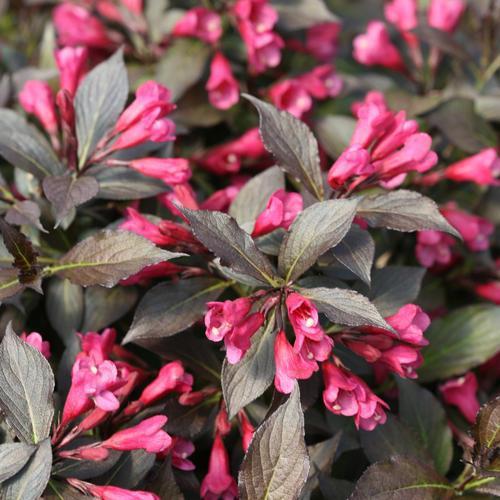 Weigela, Spilled Wine® Weigela