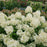 Hydrangea, PW® Puffer Fish® Hydrangea
