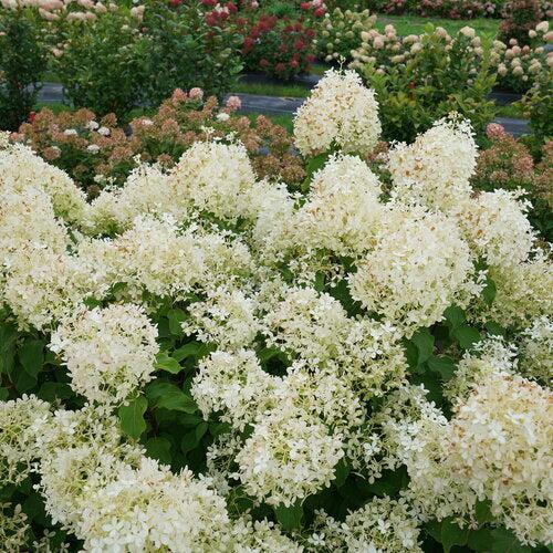 Hydrangea, PW® Puffer Fish® Hydrangea