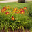 Daylily, Rainbow Rhythm® Ruby Spider Daylily