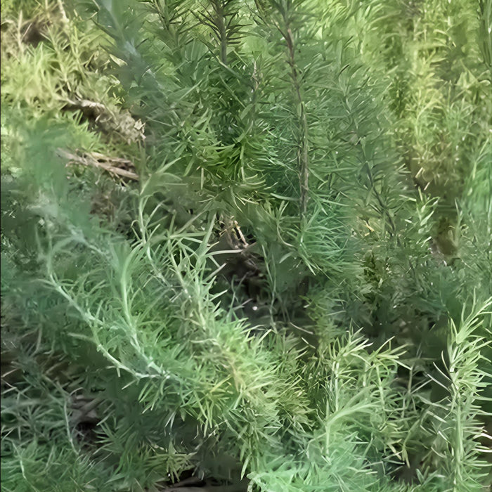 Rosemary, Salem Rosemary