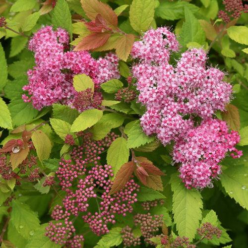 Spirea, Double Play® Big Bang Spirea
