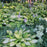 Hosta, Gold Standard Hosta