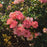 Rose, Peach Drift® Rose