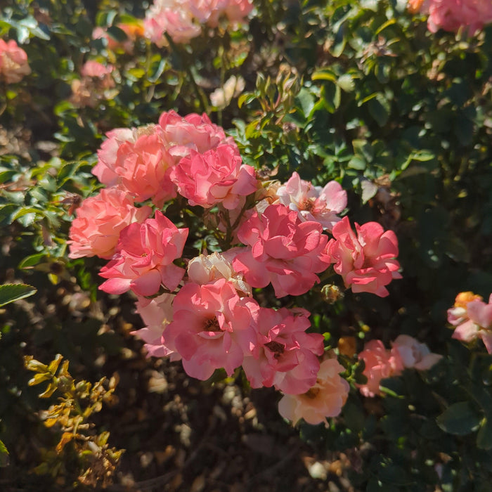 Rose, Peach Drift® Rose