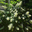 Hydrangea, Snowcicle Hydrangea