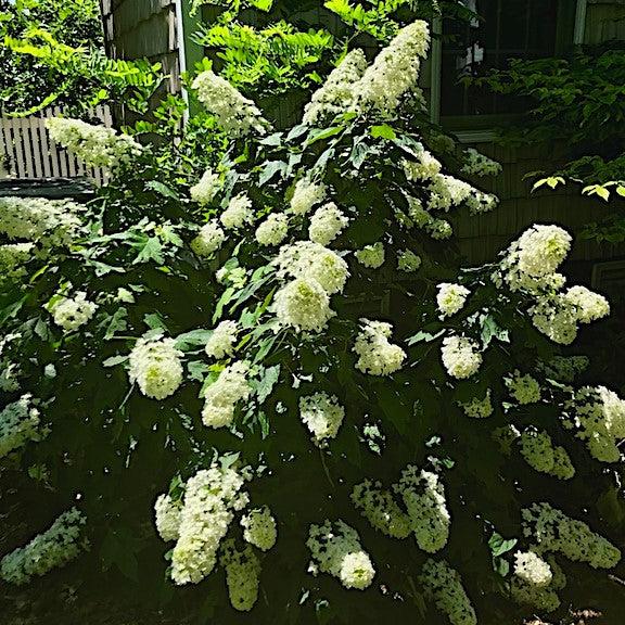 Hydrangea, Snowcicle Hydrangea
