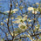 Dogwood, Flowering Dogwood