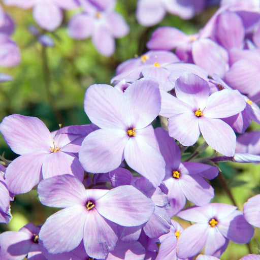 Phlox, Sherwood Purple Creeping Phlox