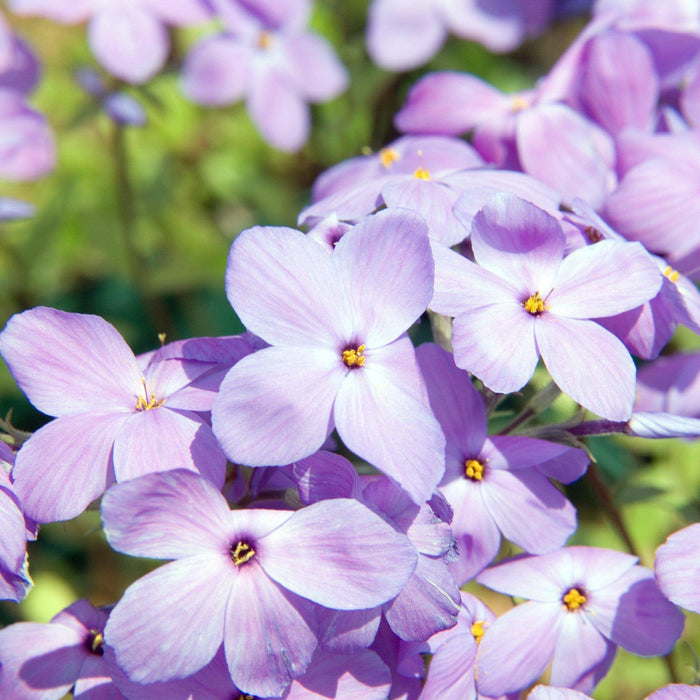 Phlox, Sherwood Purple Creeping Phlox
