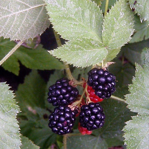 Blackberry, Black Satin Blackberry