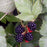 Blackberry, Black Satin Blackberry