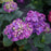 Hydrangea, Let's Dance® Big Band® Hydrangea