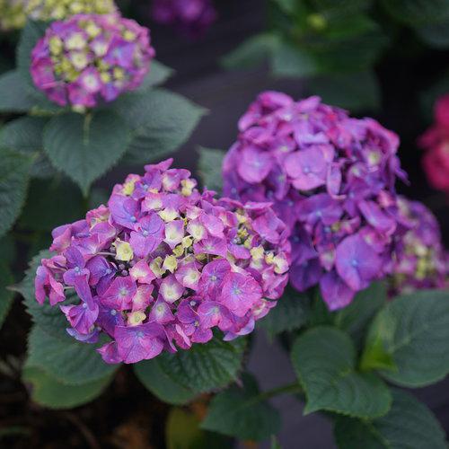 Hydrangea, Let's Dance® Big Band® Hydrangea
