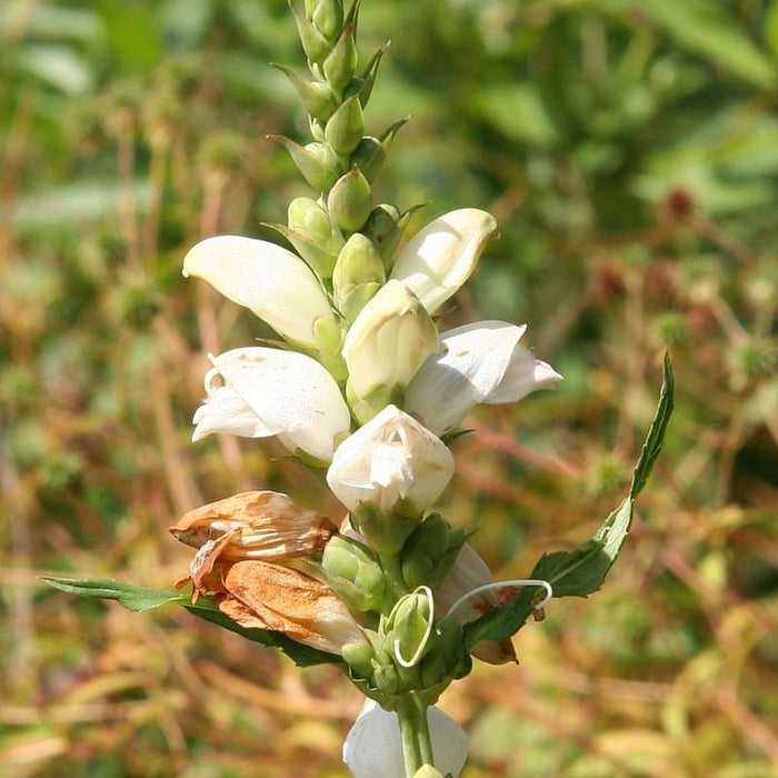 Turtlehead, White Turtlehead