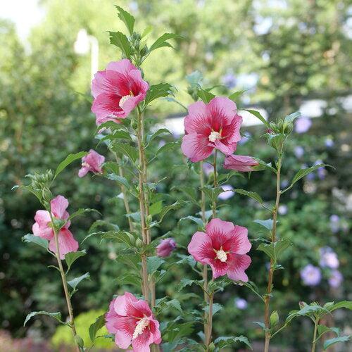 Hibiscus, Red Pillar® Rose of Sharon