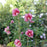 Hibiscus, Red Pillar® Rose of Sharon
