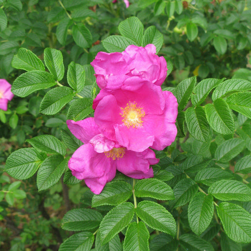 Rose, Rugosa Rose, Japanese Rose