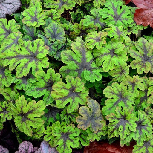 Foamflower, Fingerpaint Foam Flower