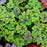 Foamflower, Fingerpaint Foam Flower