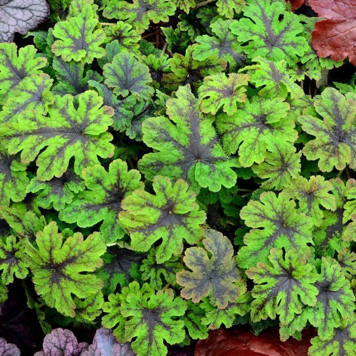 Foamflower, Fingerpaint Foam Flower