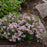 Deutzia, Yuki Cherry Blossom® Deutzia