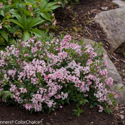 Deutzia, Yuki Cherry Blossom® Deutzia