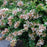 Abelia, Rose Creek Abelia