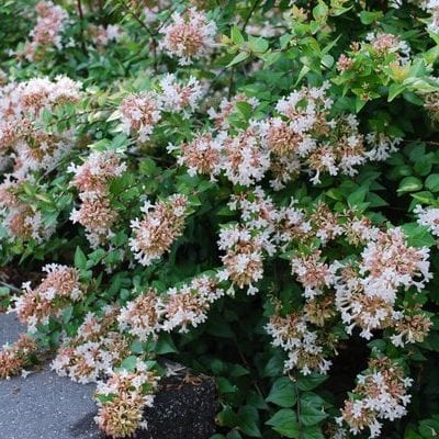 Abelia, Rose Creek Abelia