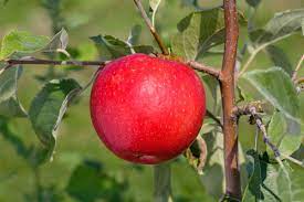 Apple, Royal Red Honeycrisp, 7 gal. (5-7 ft)