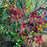 Huckleberry, Black Huckleberry, 1 gal (6-8 in)